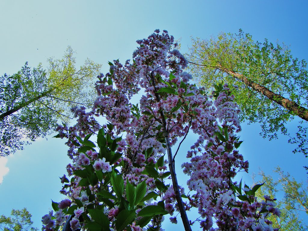 Botanical garden,Zielona Góra by Moonset