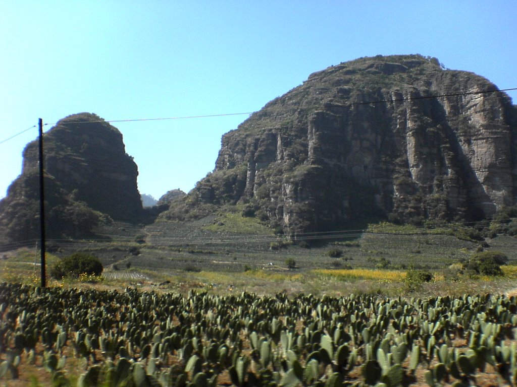 Nuestras raices "nopal" by Wiper México