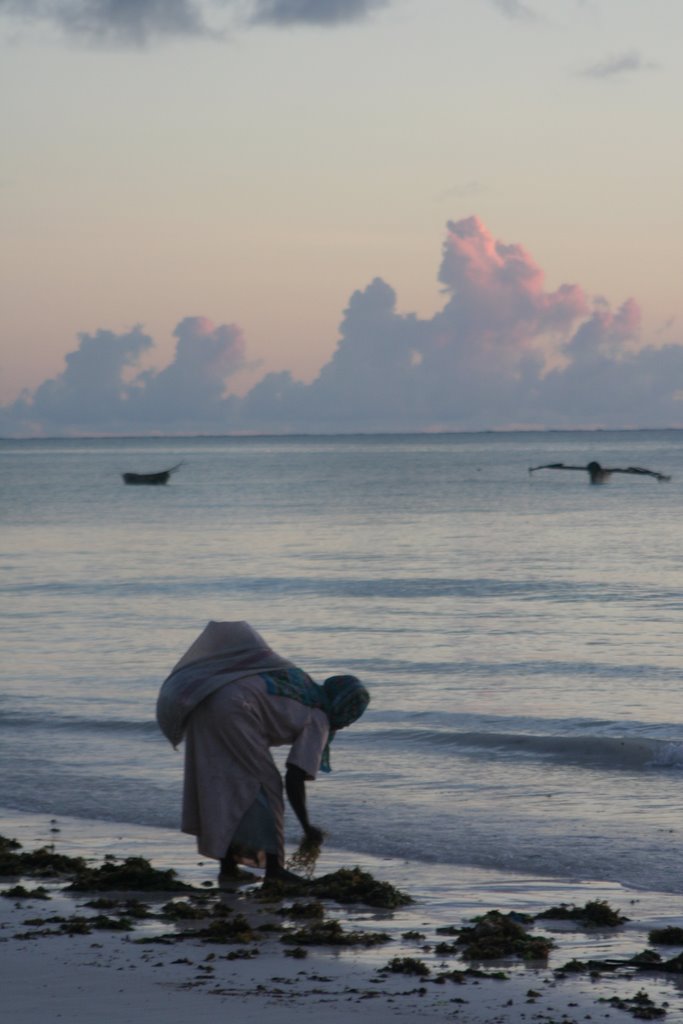 Woman Collecting sea-weed at Paje by jonnyharry