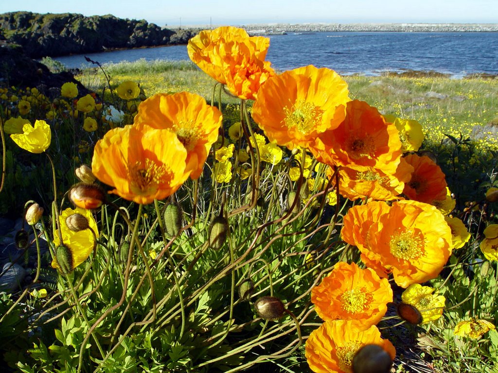 Islandmohn bei Berlevag, Papaver nudicaule by Jürgen Grensing