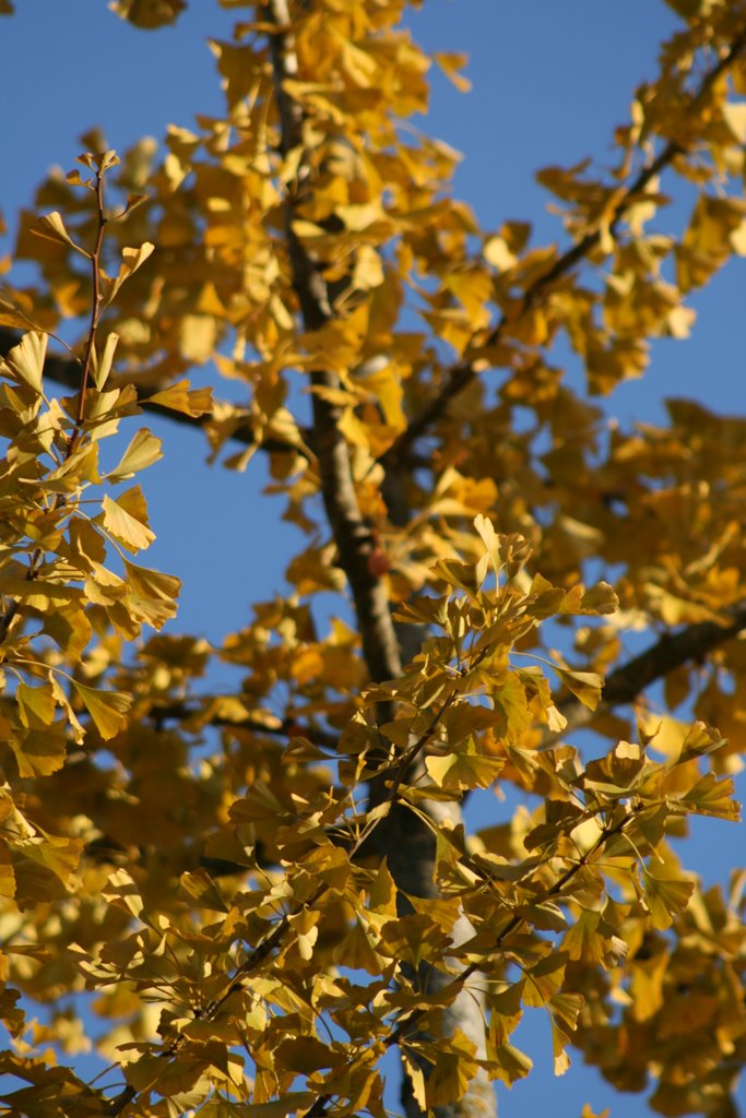 Goldener Herbst by pschaefli