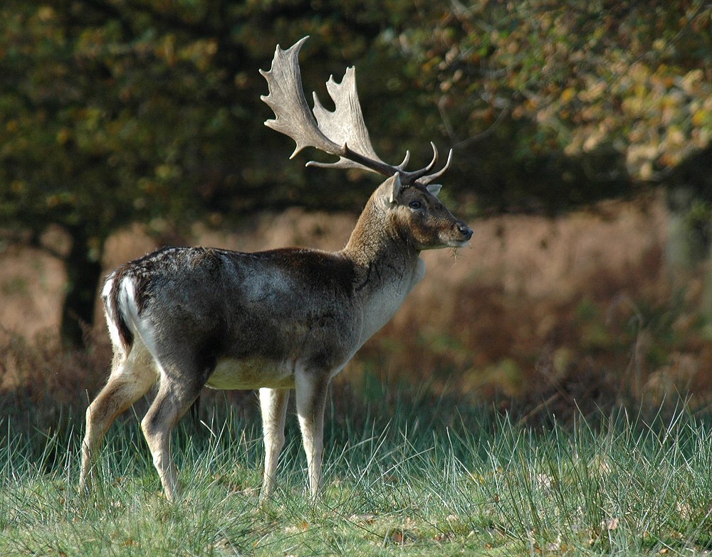 Stag in the Woods by David Humphreys