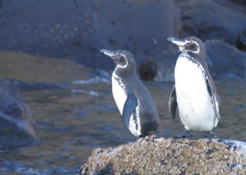 Pingouins by Dersou1