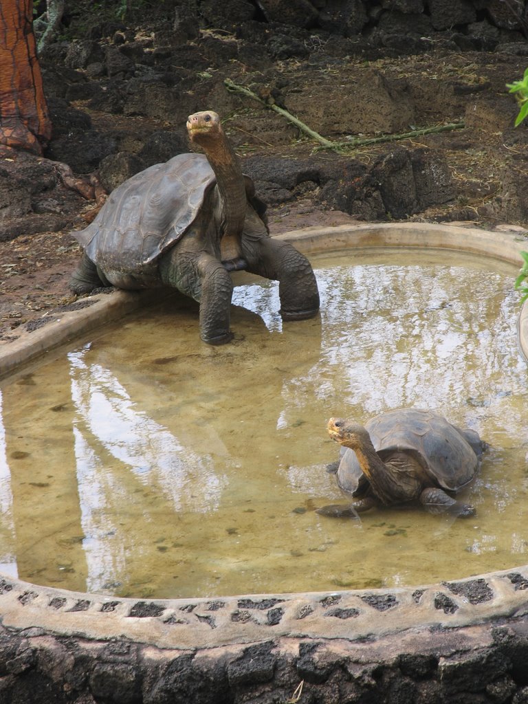 George, dernier représentant d'une espèce de tortue by Dersou1