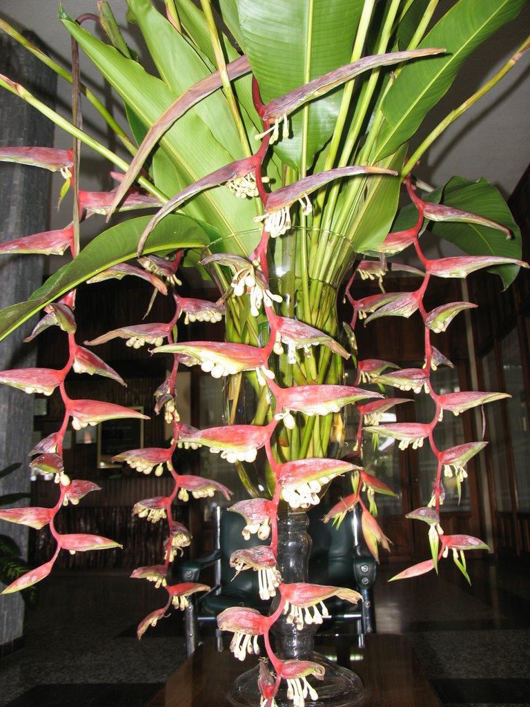 Heliconias dans le hall de l'hotel Anaconda 2 by Dersou1