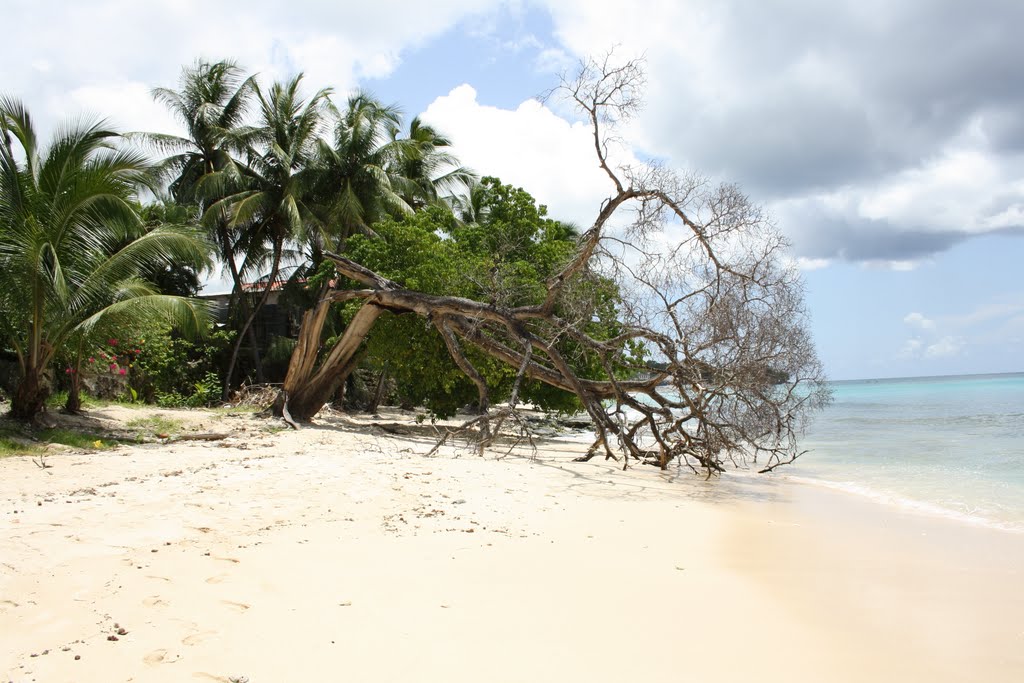 Drunken tree St James Barbados by Martin Appleby