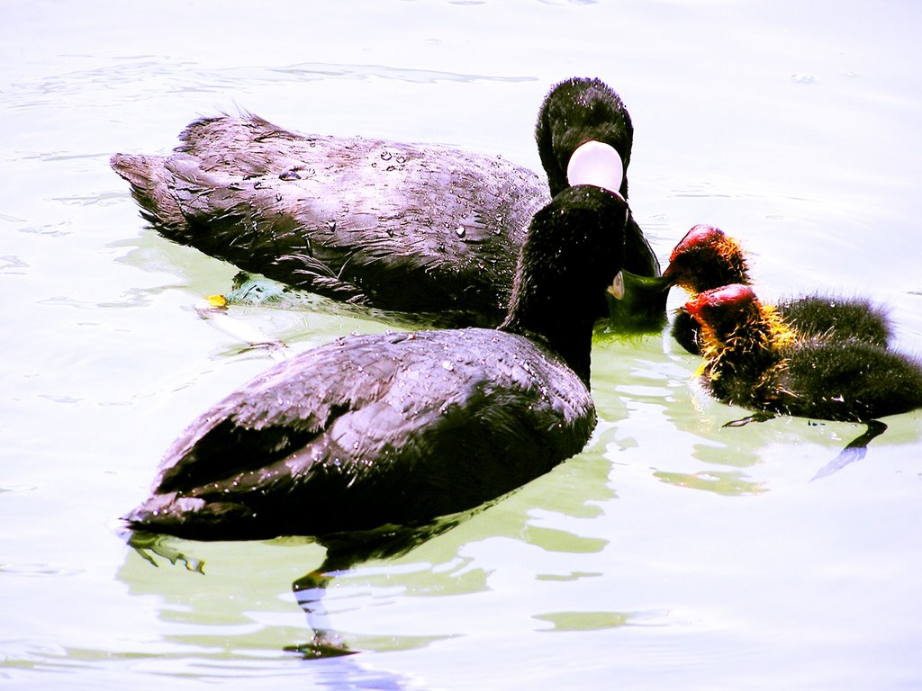 Happy family by Esko Varis