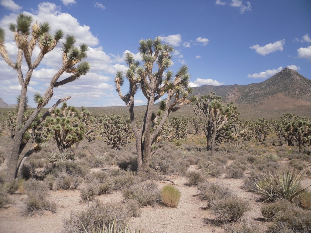 GRAND CANYON - JOSHUA TREES by ferdonio