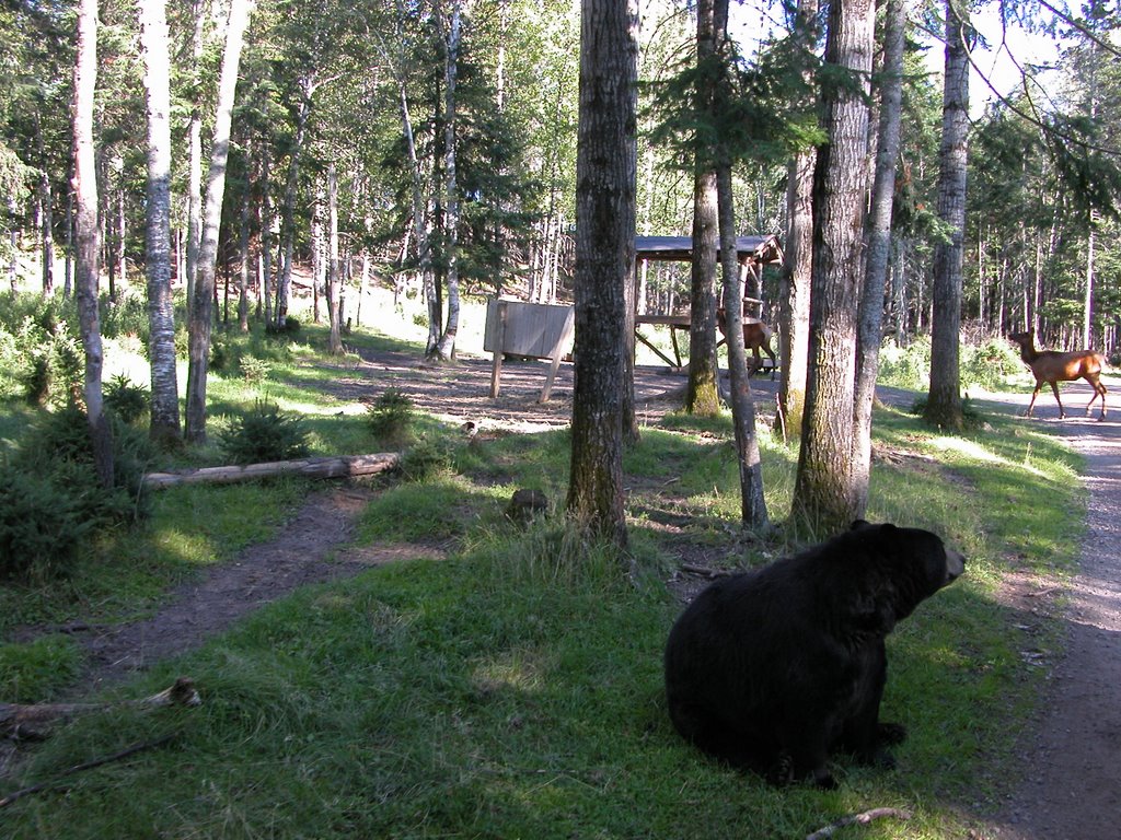 Ours Brun - Zoo de St Félicien by R. MAURIN