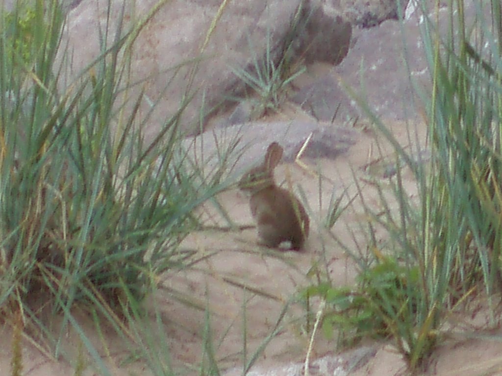 Rabbit on the beach at Leasowe Bay by merseygolfnews