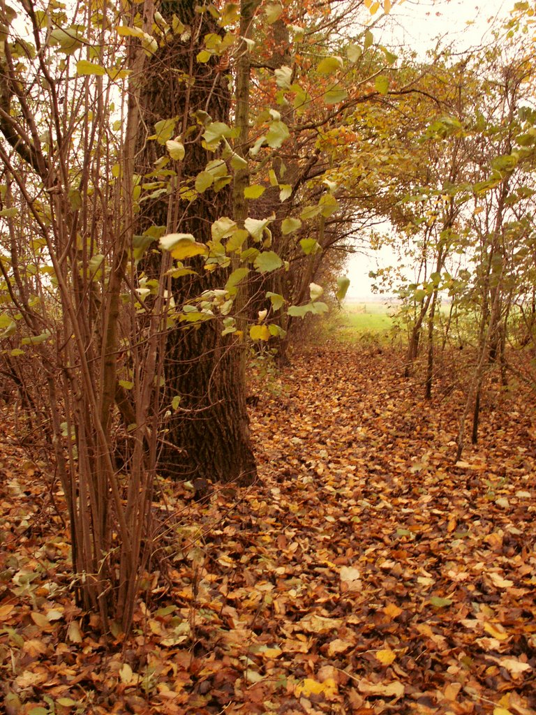 Autumn colors by Tjeert.Mensinga ©