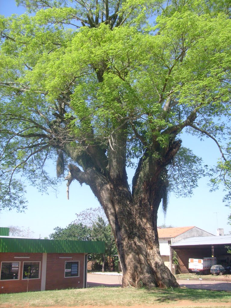 Árbol de Timbo - Terminal de Ómnibus Caacupé by Javier Martinez Cano