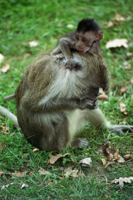 Javaner Affe mit Baby by naturConcept