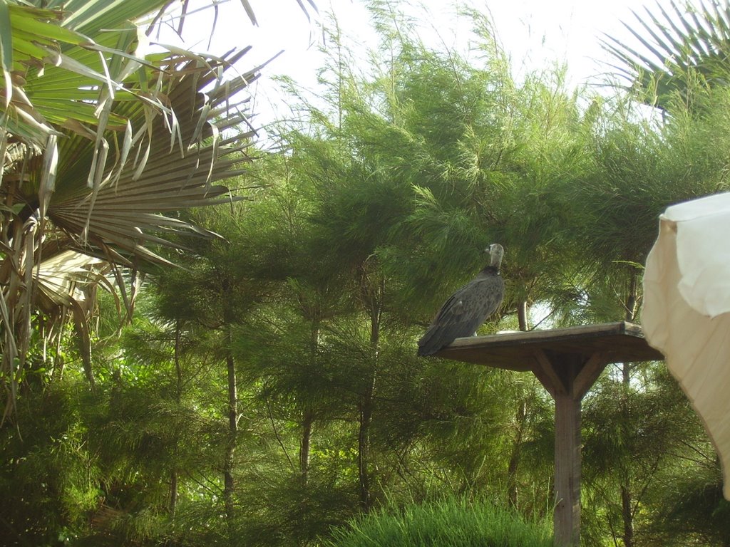 Vulture on bird table by sandrajayne