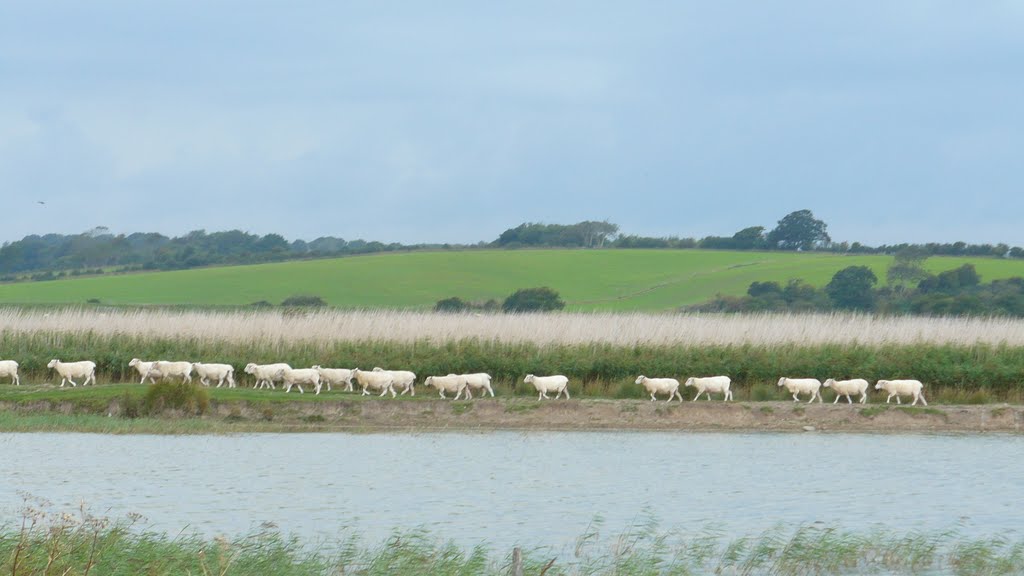 Sheep going home.. by shariain