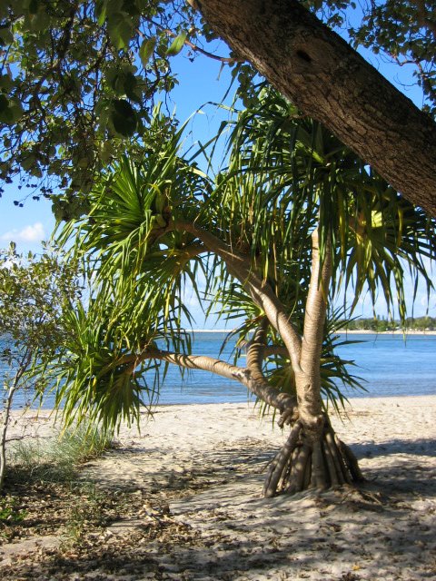 Maroochydore by Kiwi NZ