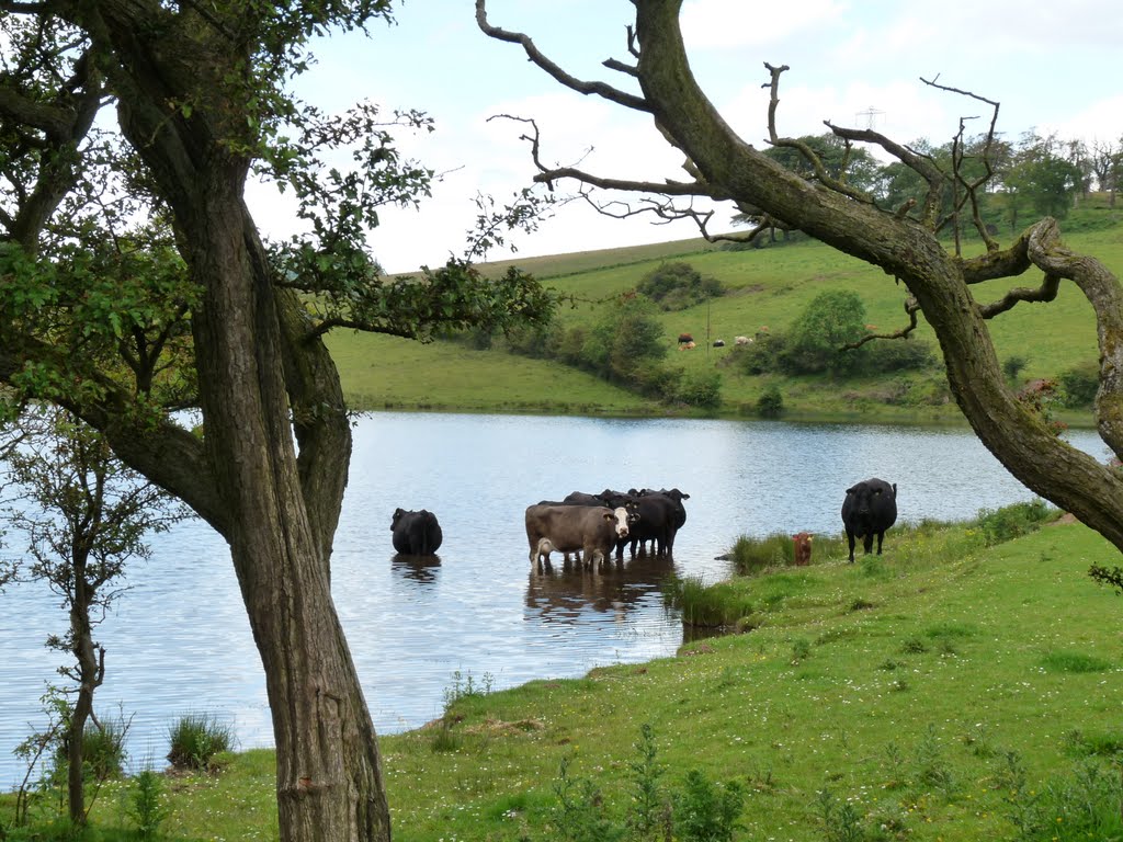 BATHING HERE! is LADIES ONLY! by Scally