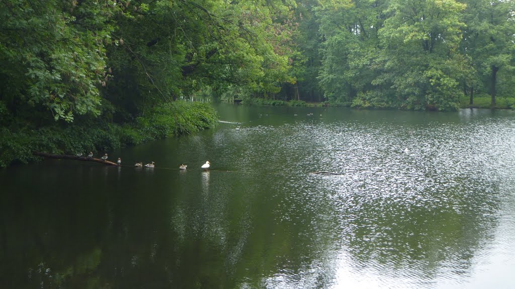 The Biljoen pond, perhaps too big to use the word pond. A small lake? Water flows in from two streams. This is towards the west end of it. by denhertog