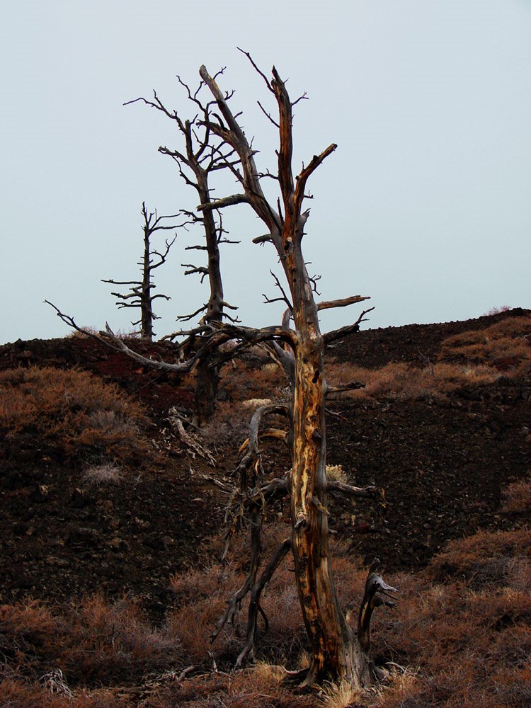 3 Snags on a Cinder Cone by walkaboutwest