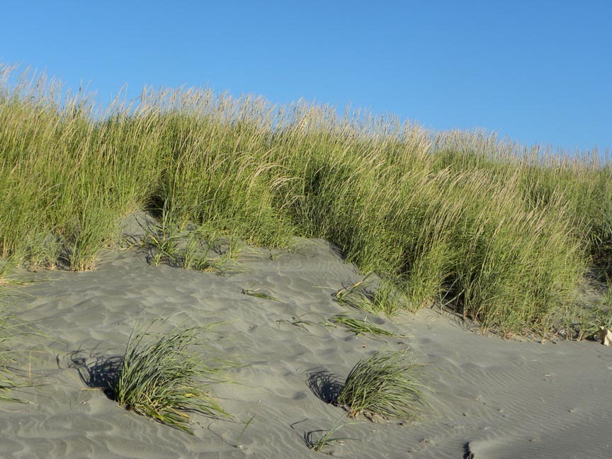 Beach Grass at Long Beach by Todd Stahlecker