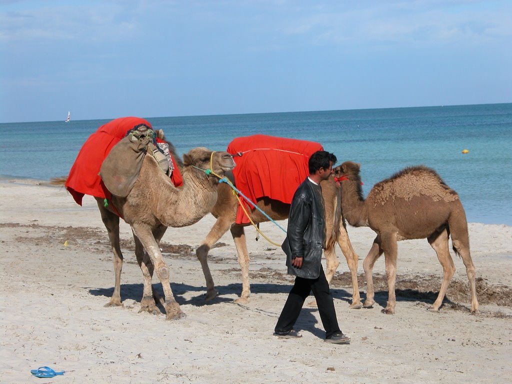 Chameau sur la plage - Djerba by R. MAURIN