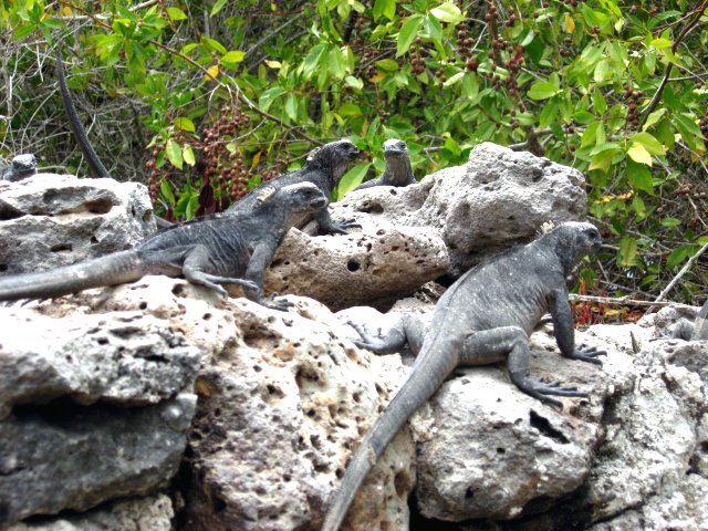 Marine Iguanas by Heleana Zambonino