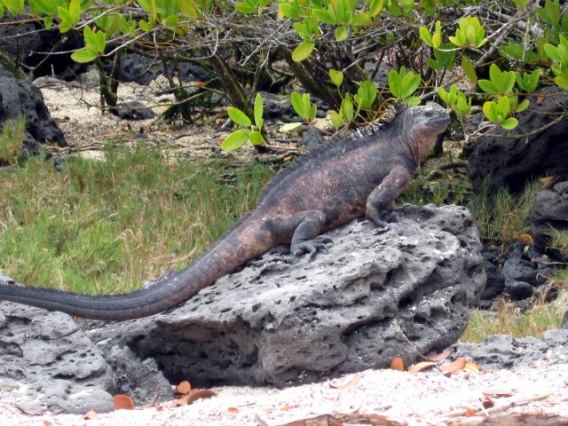 Male Marine Iguana by Heleana Zambonino