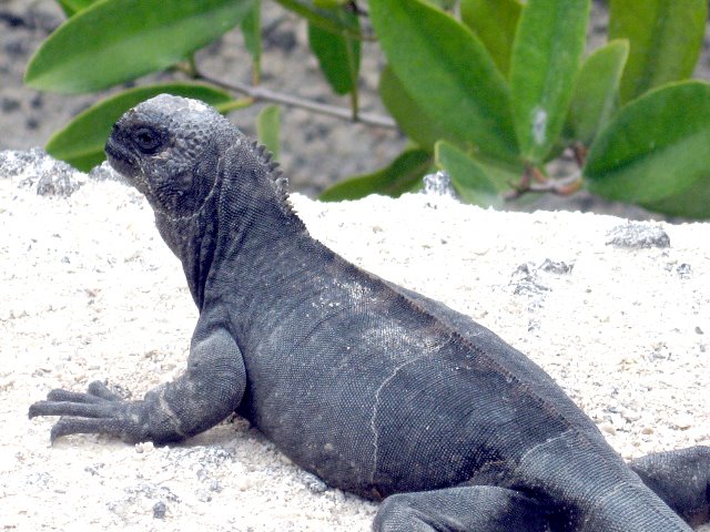 Juvenile Marine Iguana by Heleana Zambonino