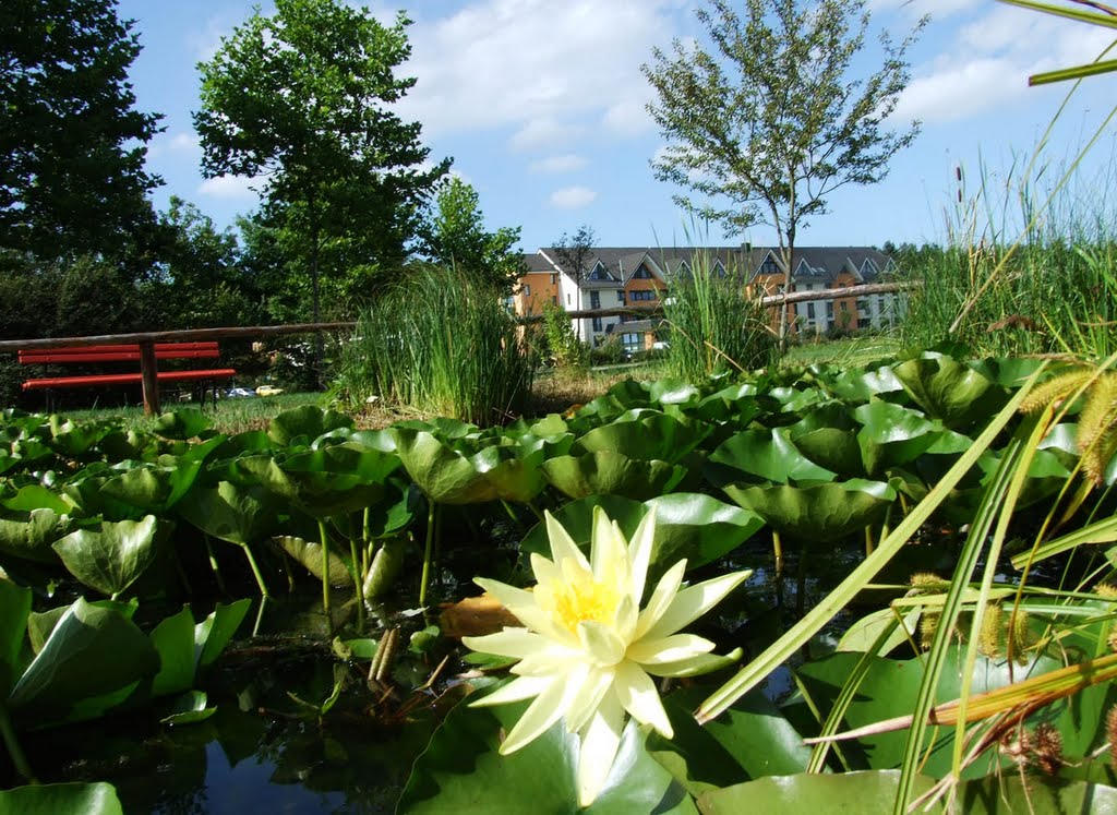 Friedensau, Teich im Park by minka1991