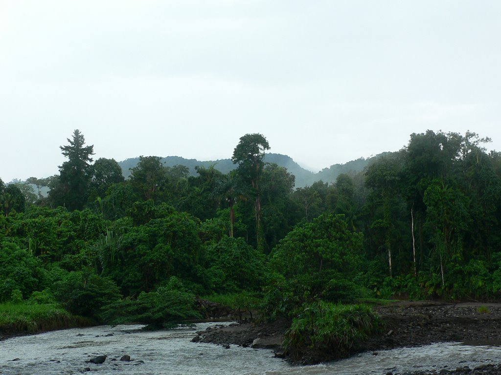 Primary rain forest between Wairoro and Gunung Benteng mt. (2007.IX) by DmitryTelnov