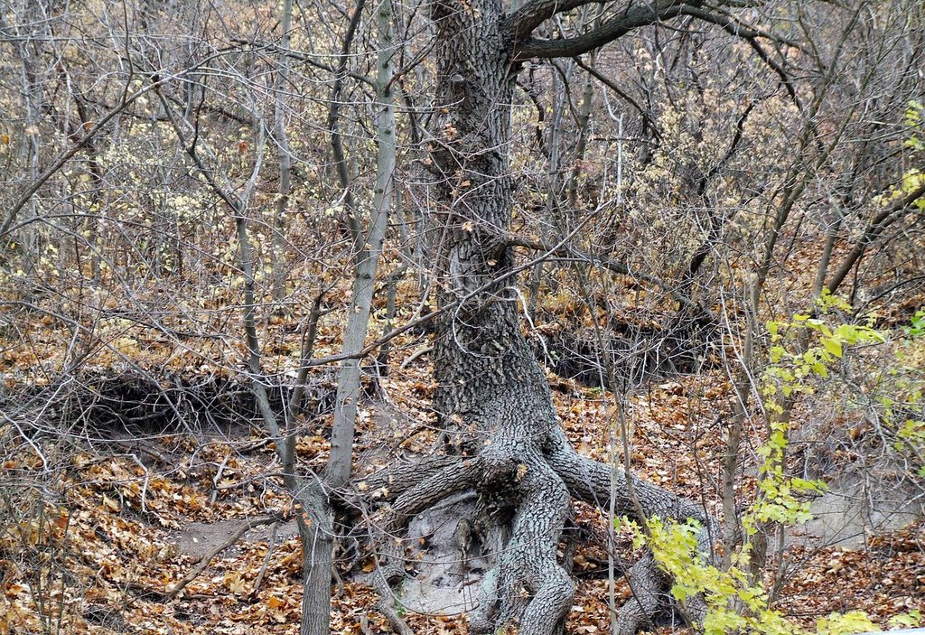 Tree on a slope Nov 2007 by Taras Kushnirenko