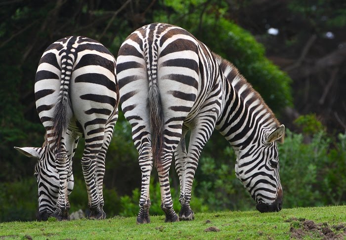 Zebras by KarenNfld