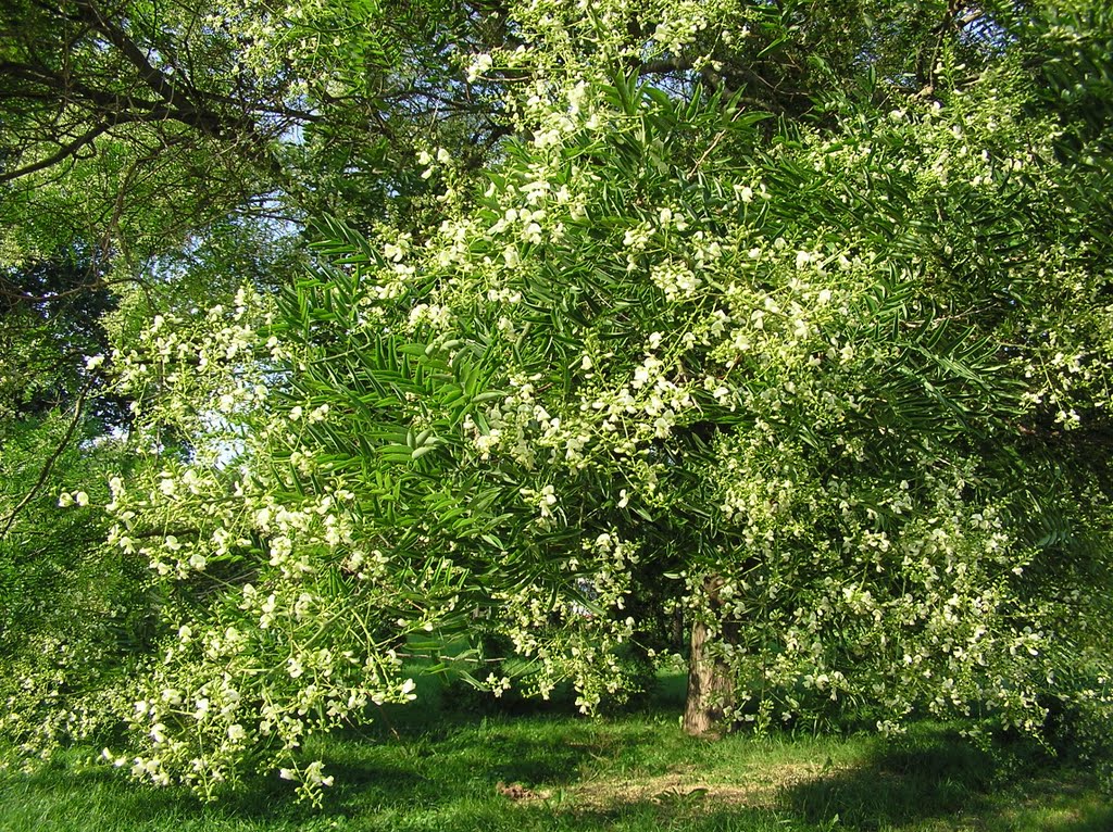 Koelreuteria paniculata - Blasenbaum (?) - für Stevia by Uli.F - Je suis Parisienne