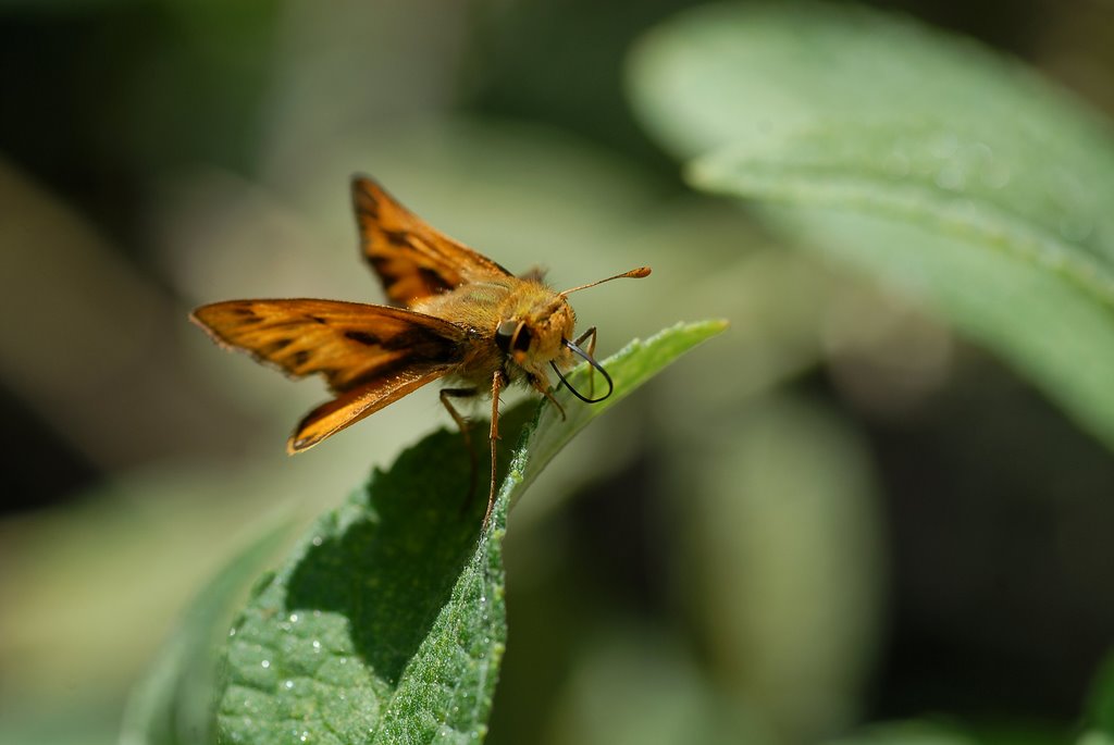 Skipper Tongue-tied by Frank Starmer