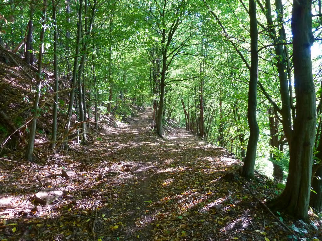 Vom Viehweg weg den Berg hinauf ... by WanderGroschi & CGK