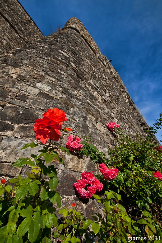 Santo Stefano d'Aveto - Flower Power (Settembre 2011) by GiamesPhoto (Giacomo A. Turco)