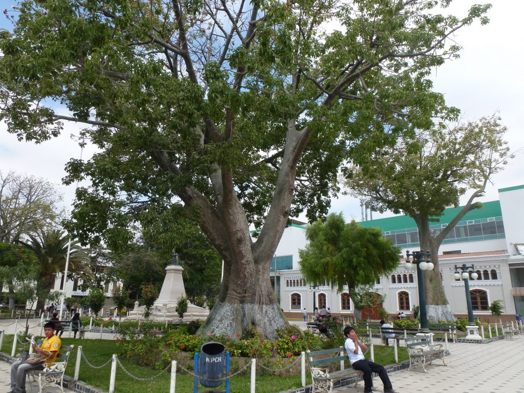 Jardines de la Plazuela de Elías Aguirre by helicongus