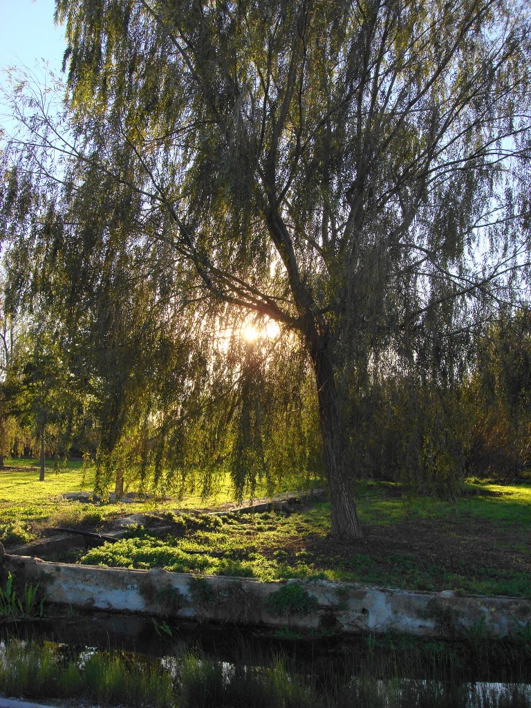 arbol by Josep Lluis Rufat Lo…