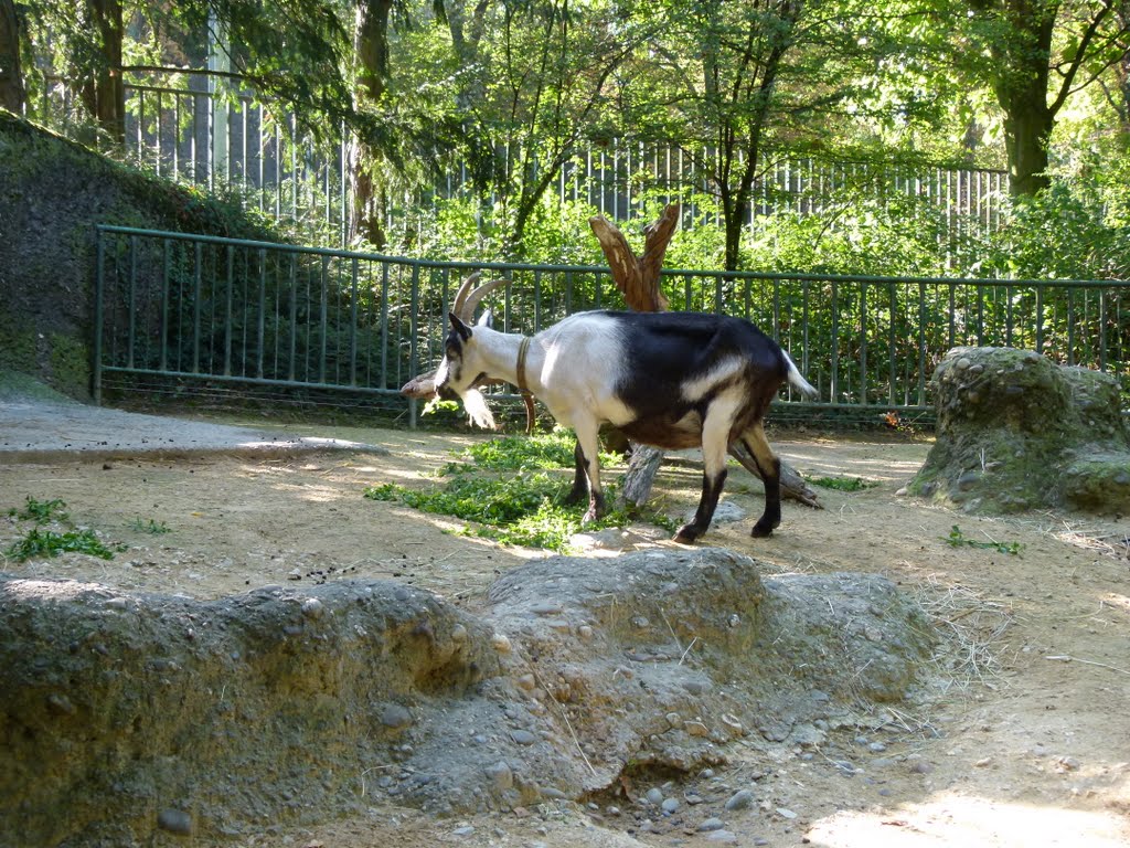 Zoo de Bâle by Magda GHALI