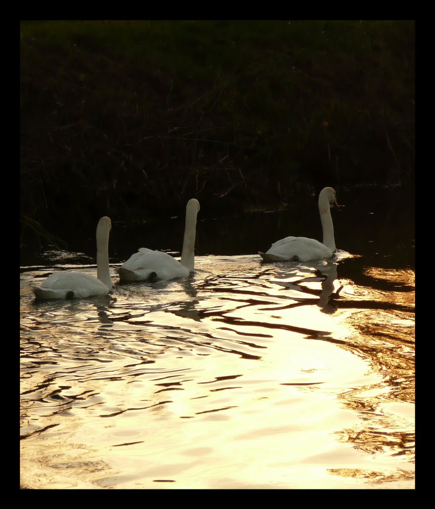 Fiume Sile - Verso Sera ## by MDanieli