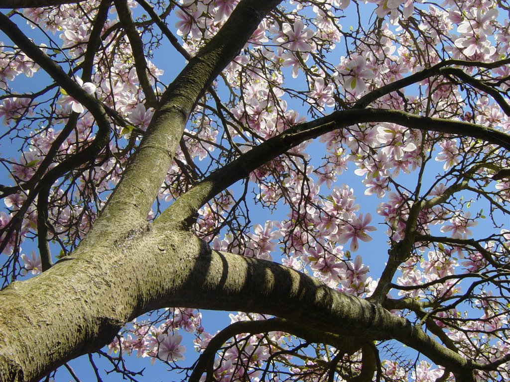 Flowering cherry tree - Aakirkeby - Bornholm by Niels Brandt