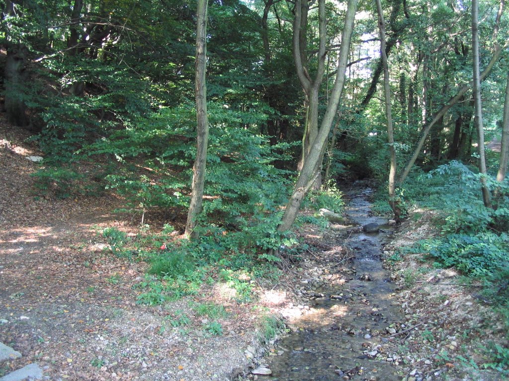 Woods with stream by cdb000