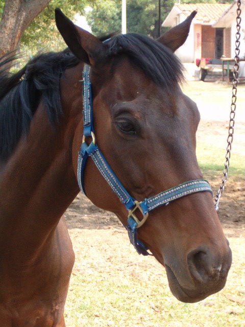 Caballo by TereHuesca