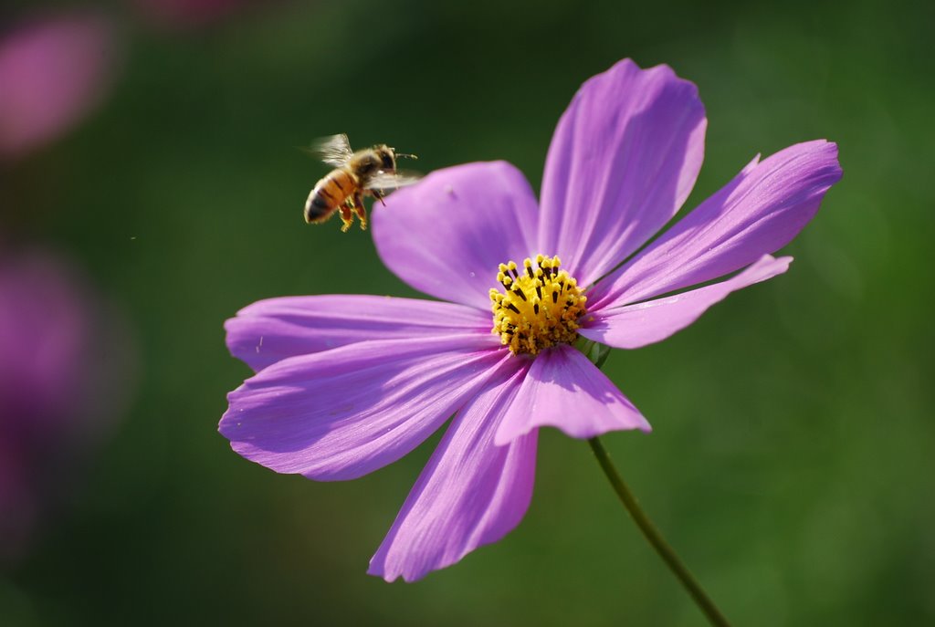 Cosmos and Bee by Cory Malcho