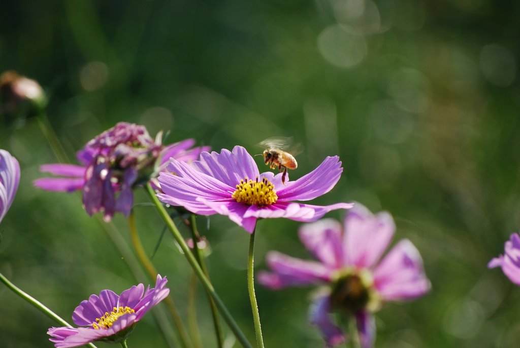 Cosmos and Bee 2 by Cory Malcho