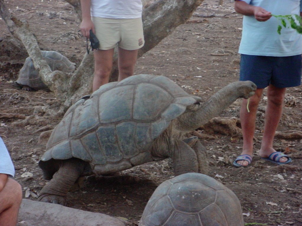 Tartarughe terrestri giganti by bradden