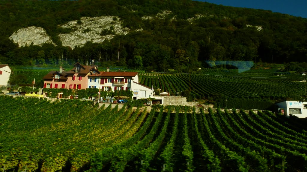 Vignobles à proximité de Bienne (BE) by Magda GHALI