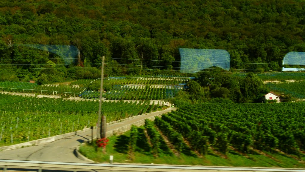 Vignobles à proximité de Bienne (BE) by Magda GHALI