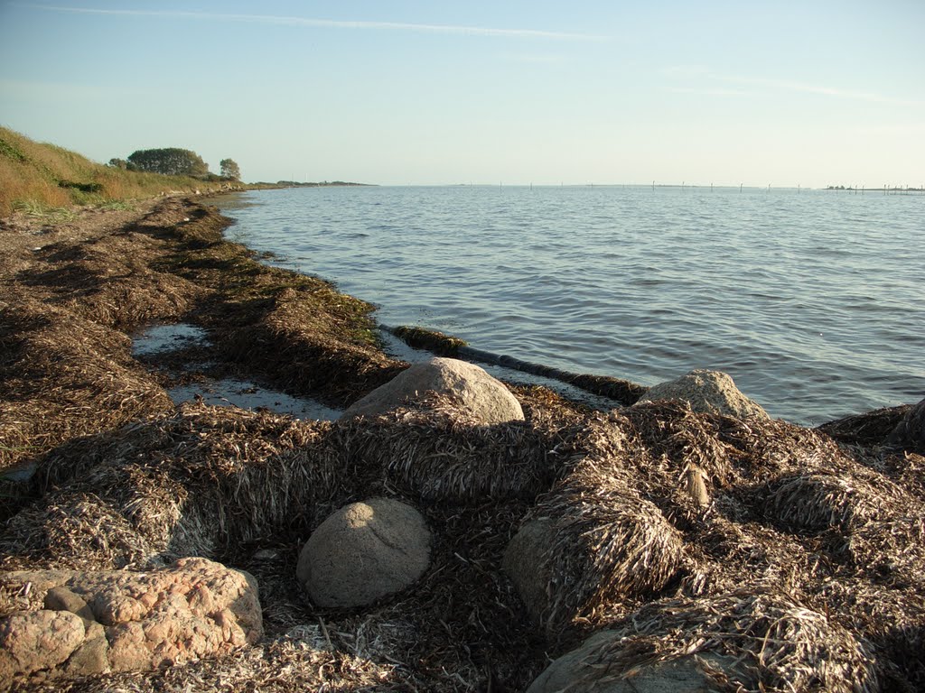 Kysten ved Tåsinge(Vornæs skov) by joern.bo