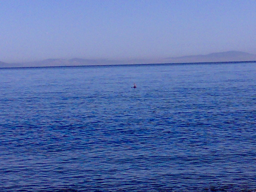 Blue sea and alone bird çınarcık by kemaltikan